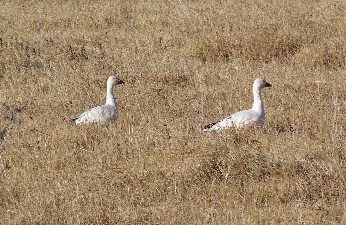 Snow Goose - Nancy Overholtz