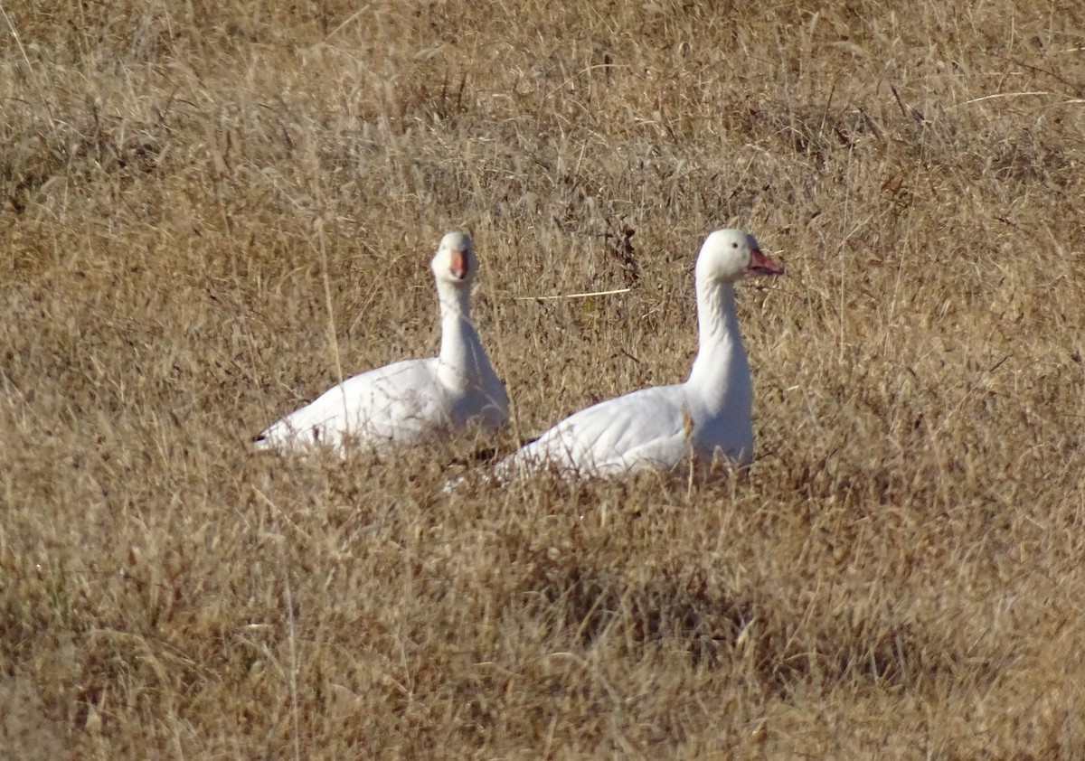 Snow Goose - Nancy Overholtz