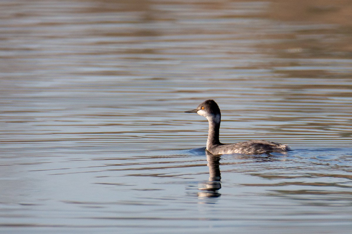 Eared Grebe - ML612962487