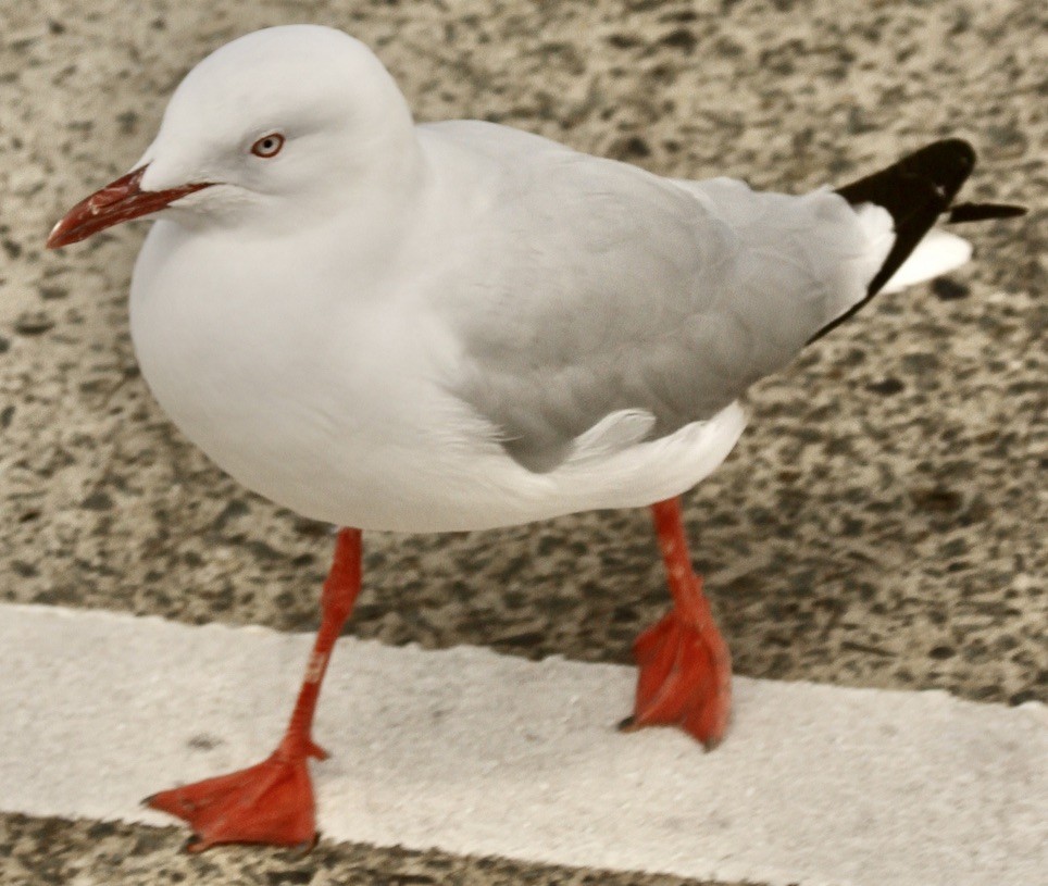 Mouette argentée - ML612962495