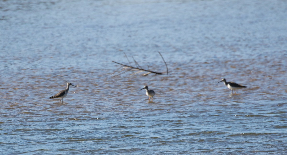 Greater Yellowlegs - ML612962509