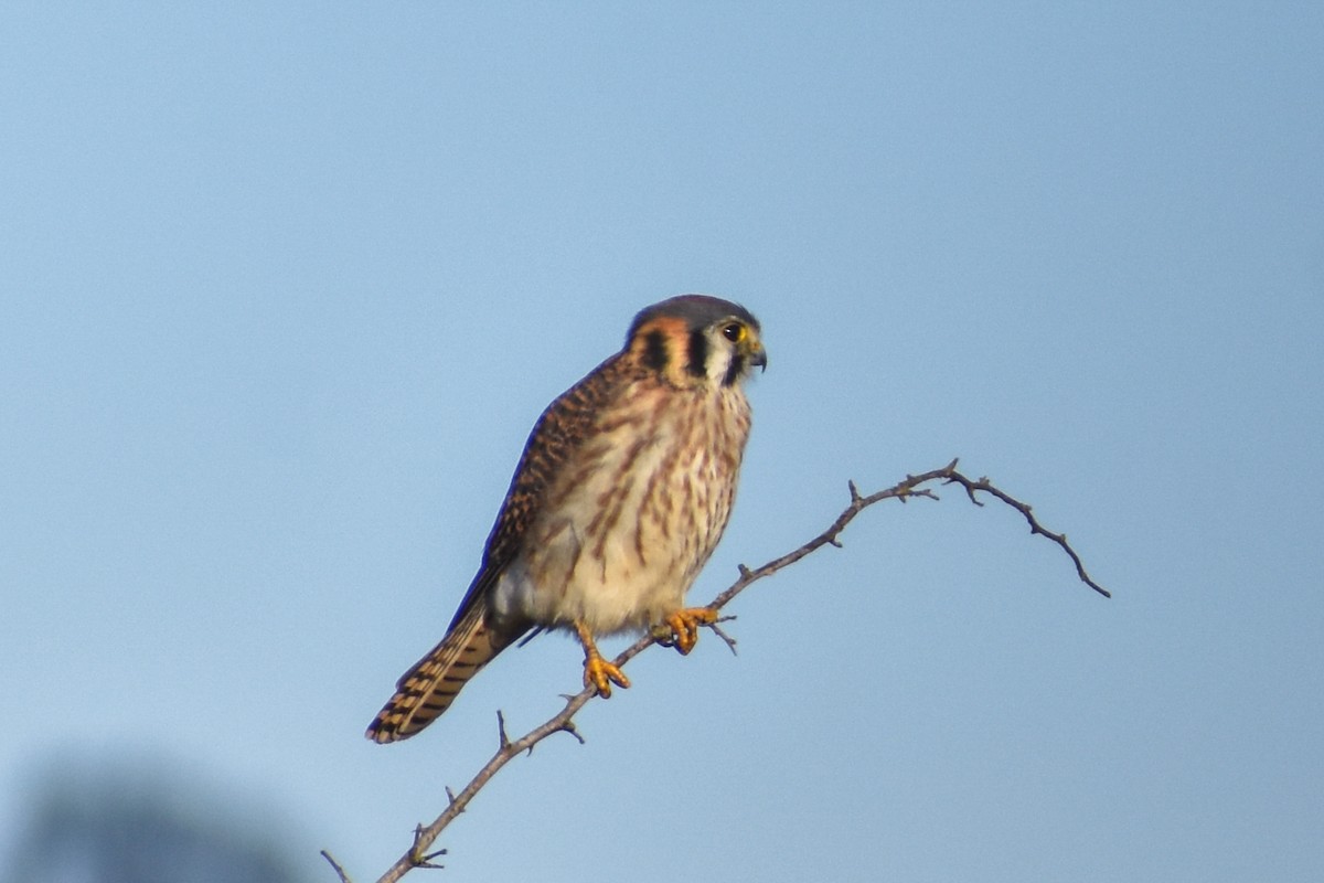 American Kestrel - Kate E Magoon