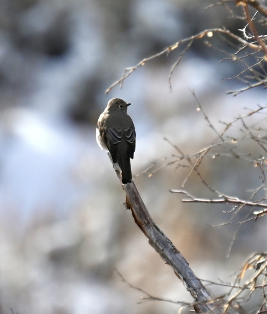 Townsend's Solitaire - ML612962603