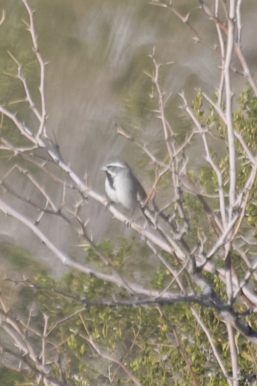 Black-throated Sparrow - Brandon Trentler