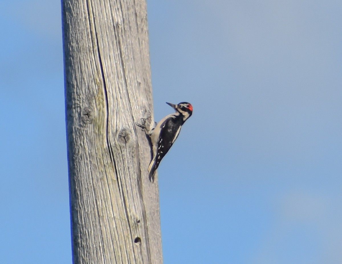 Hairy Woodpecker - ML612962612