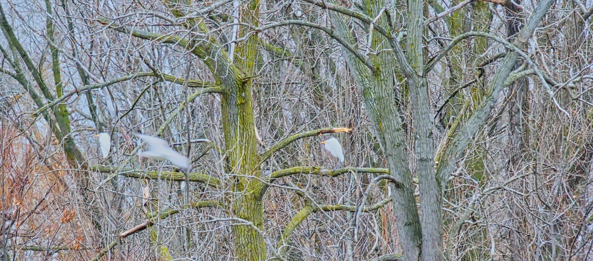 Great Egret - Chris Pierce