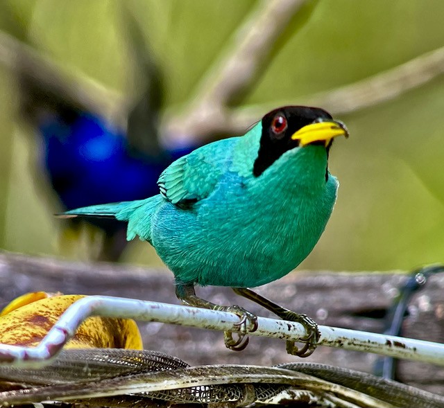 Green Honeycreeper - Jeri Langham