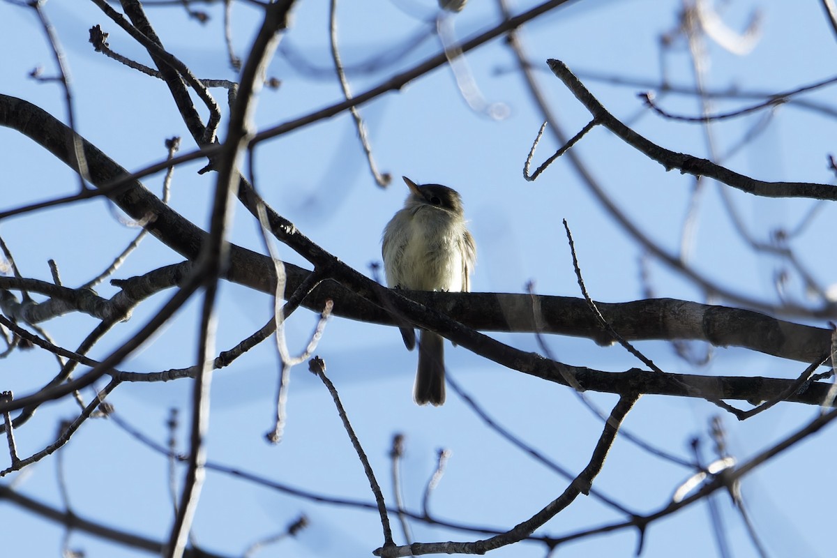 Least Flycatcher - David Mathieu