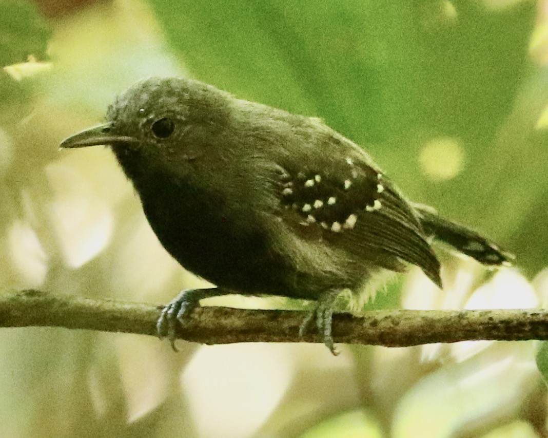 White-flanked Antwren (Silvery-flanked) - Connie Lintz