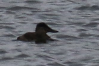 Ruddy Duck - ML612962709