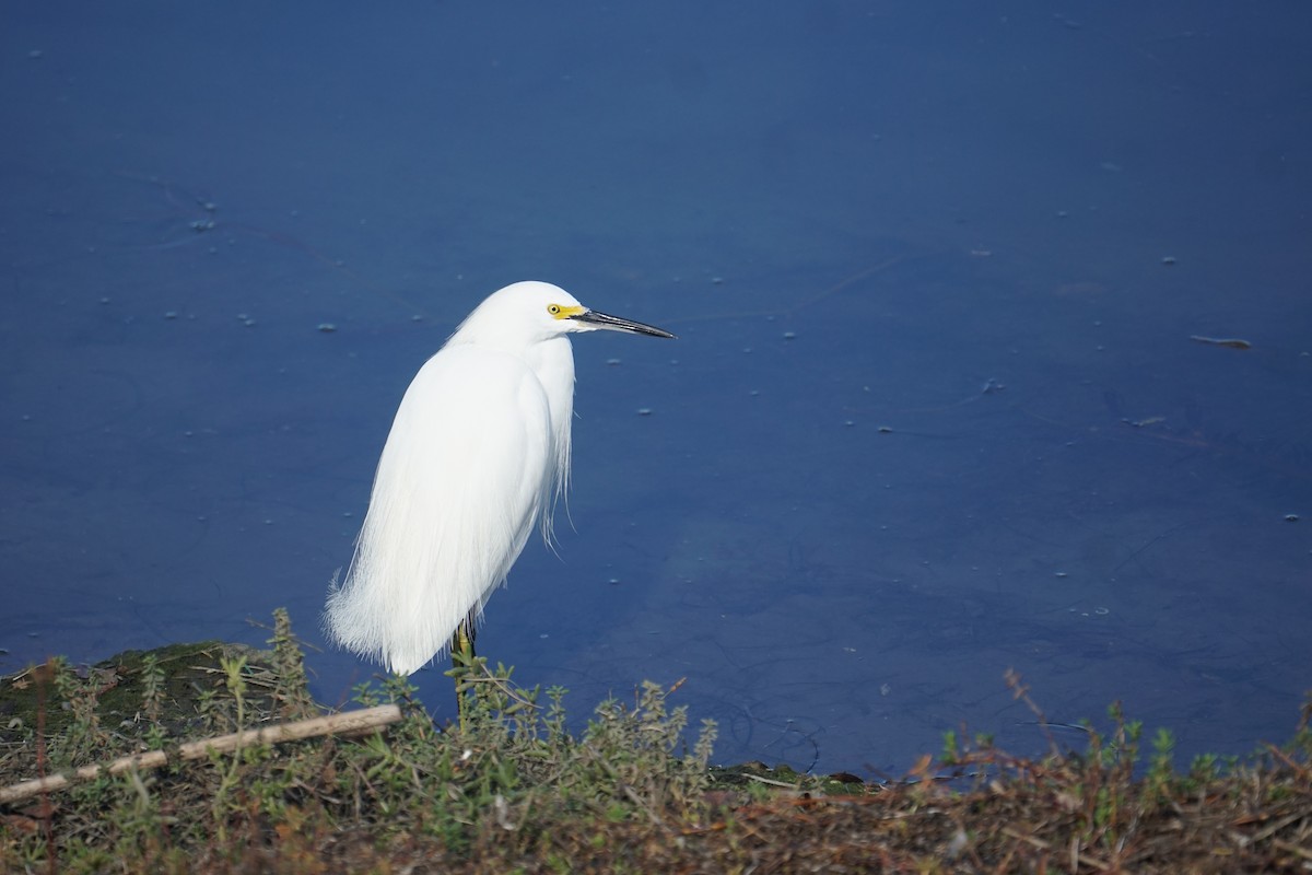 Snowy Egret - tyler krul