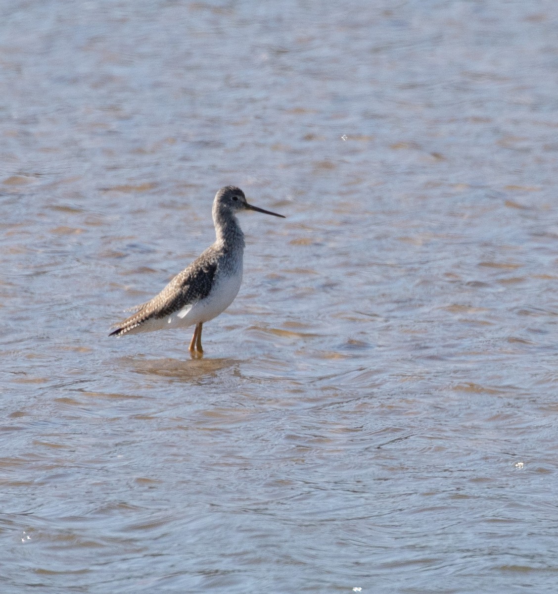 Greater Yellowlegs - ML612962732