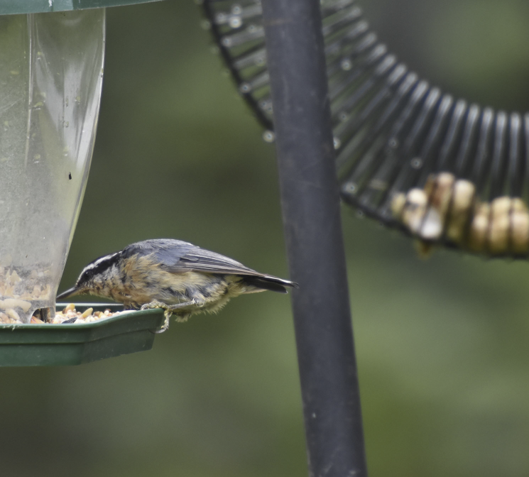 Red-breasted Nuthatch - ML612962735