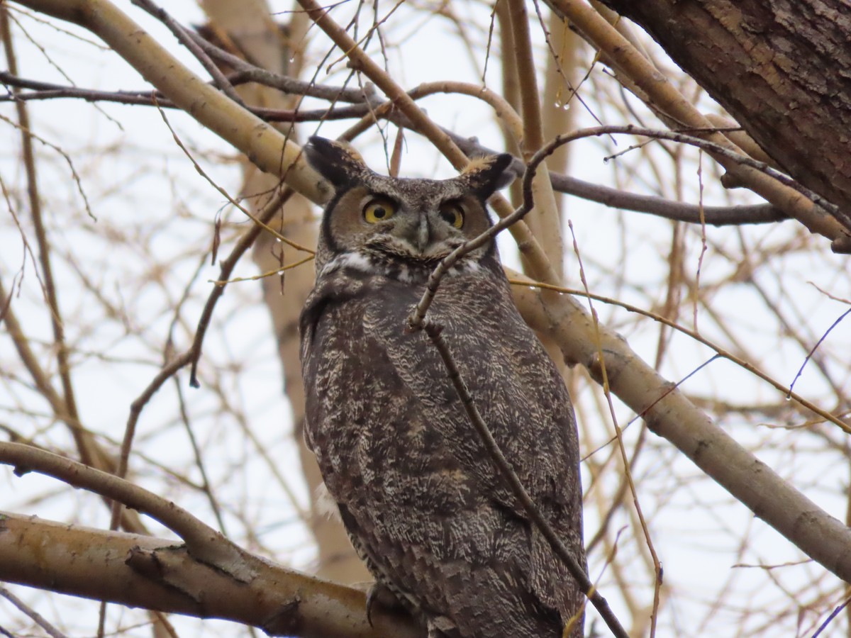 Great Horned Owl - ML612962740