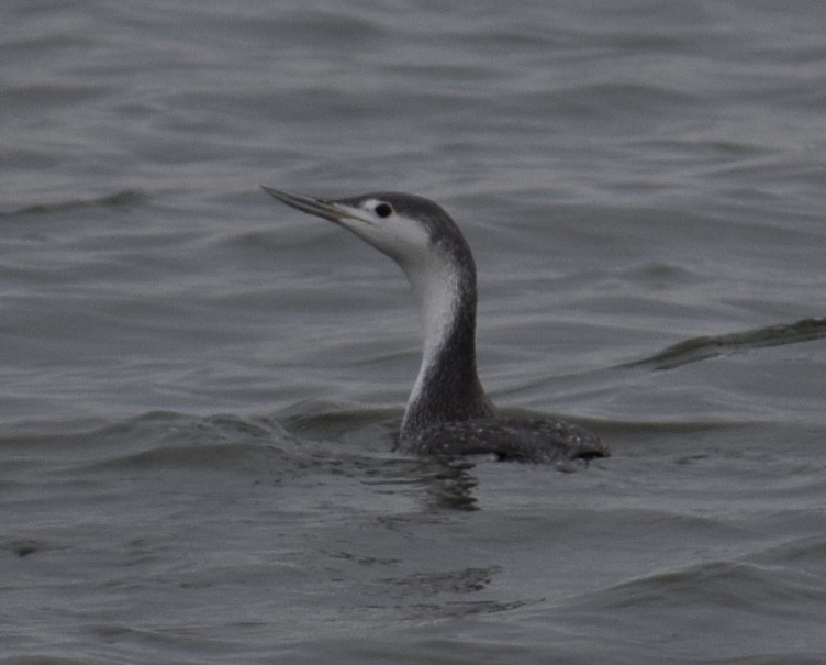 Red-throated Loon - ML612962743