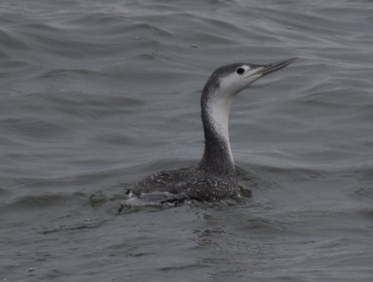 Red-throated Loon - ML612962744