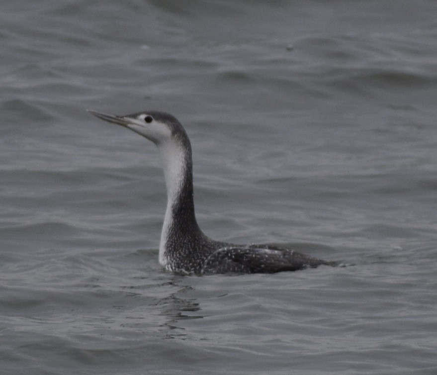 Red-throated Loon - ML612962745