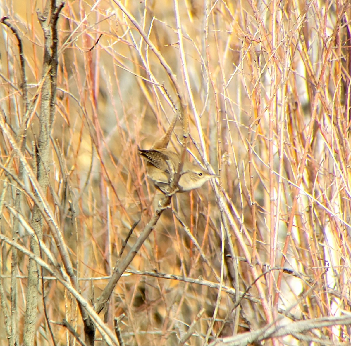 Northern House Wren - ML612962780
