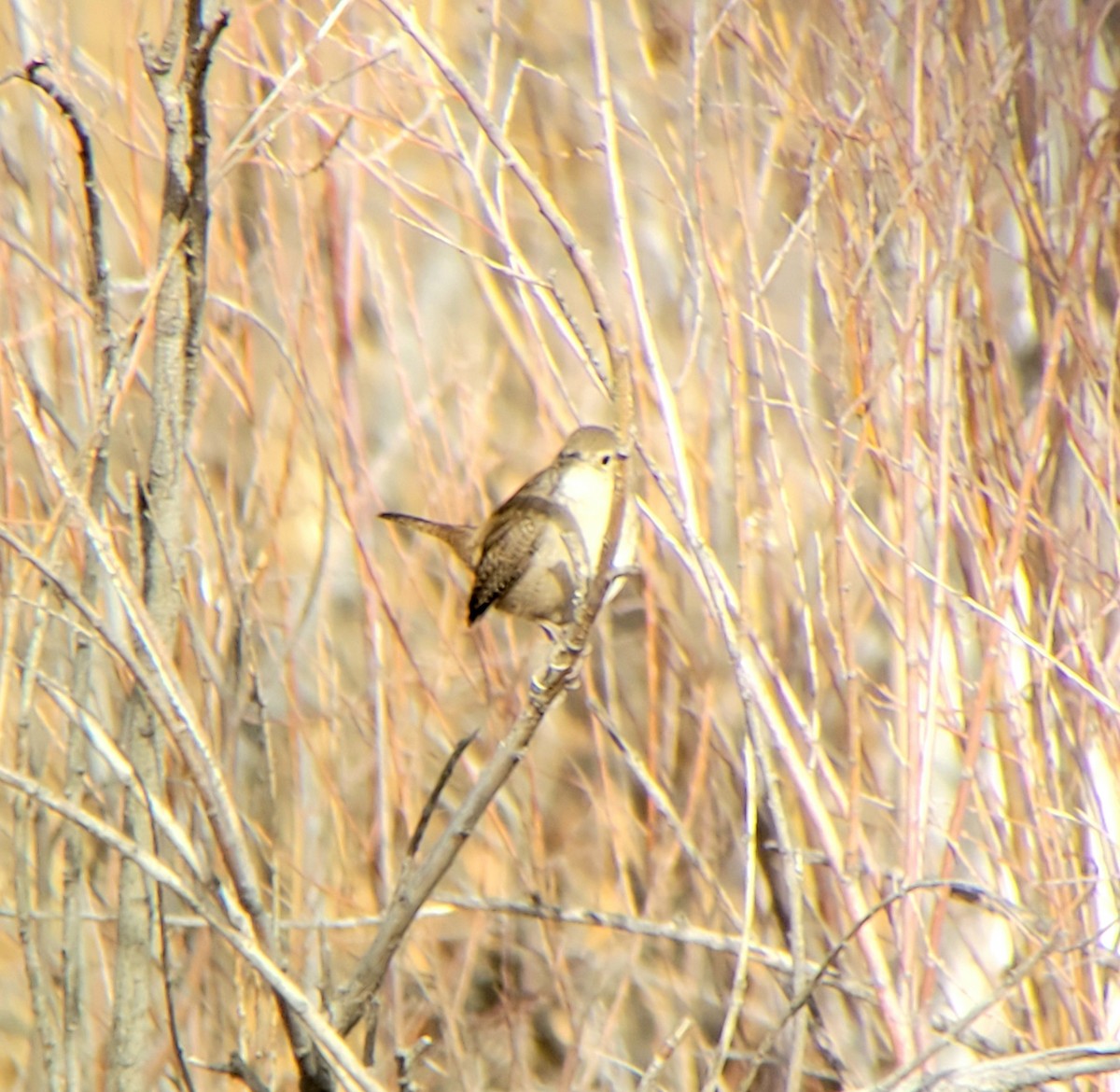Northern House Wren - ML612962810