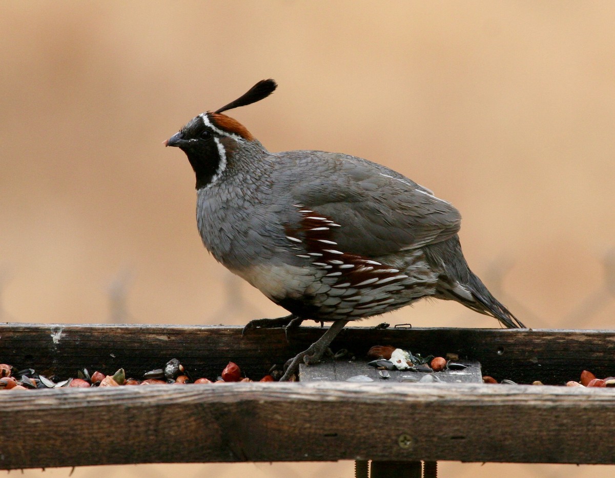 Gambel's Quail - ML612962875