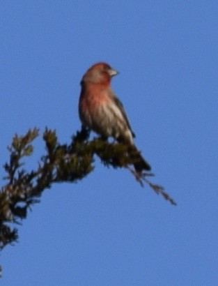 House Finch - Neal Fitzsimmons