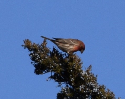 House Finch - Neal Fitzsimmons