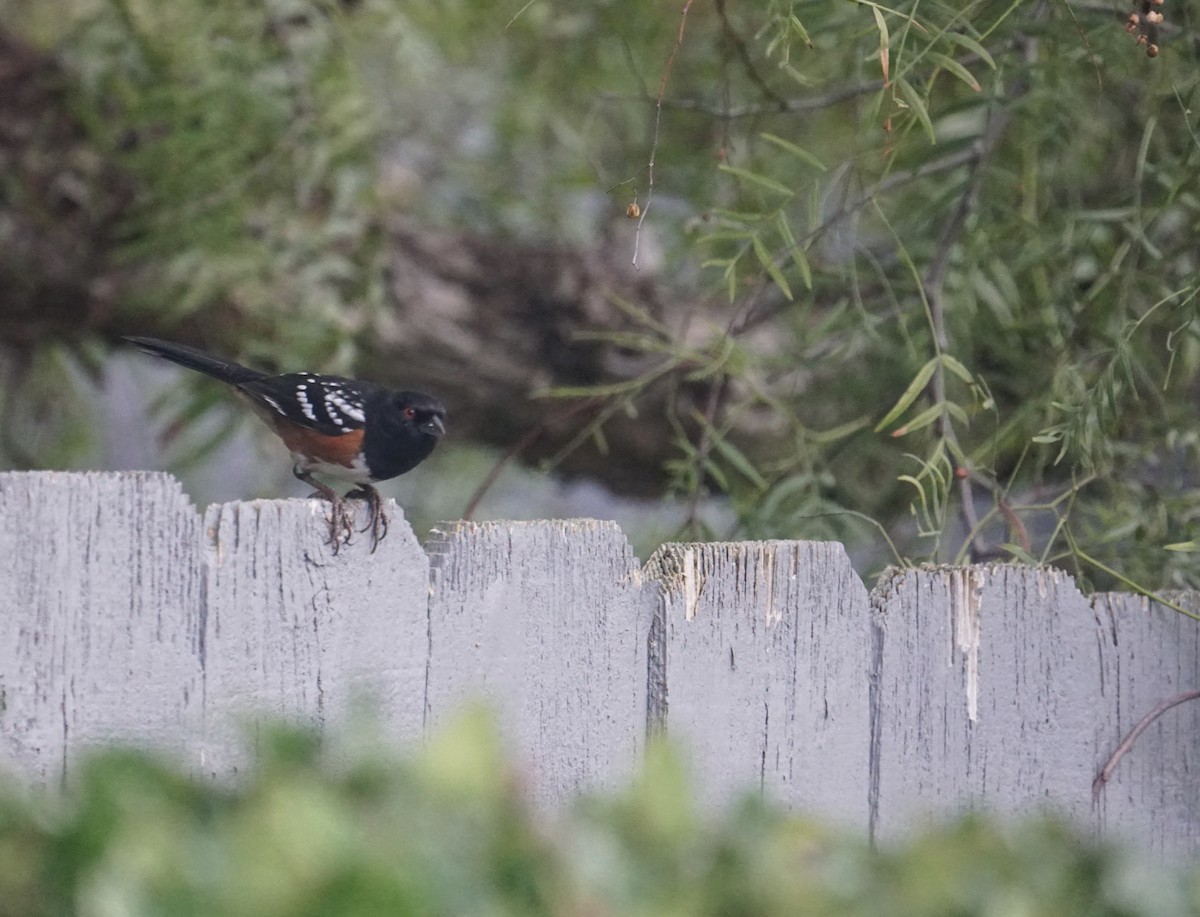 Spotted Towhee - tyler krul