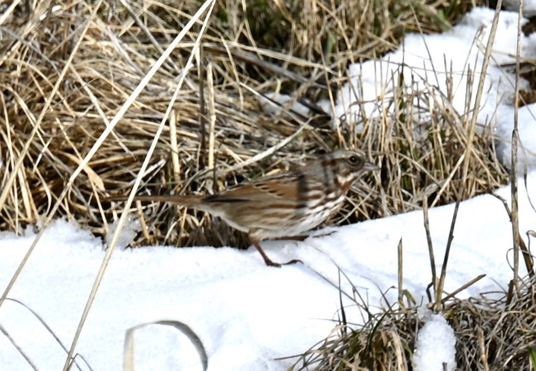 Song Sparrow - ML612963004