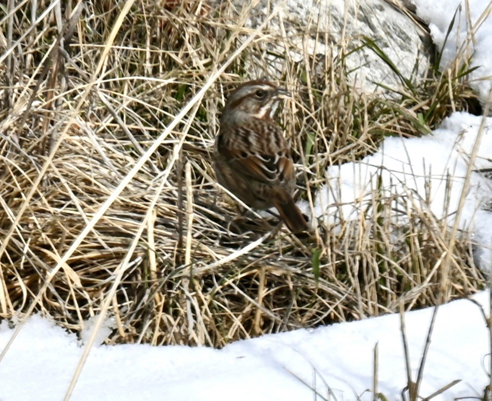 Song Sparrow - Nancy Blaze