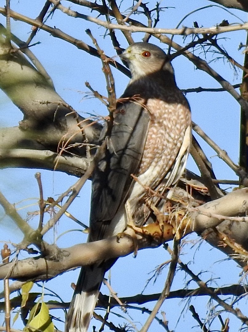 Cooper's Hawk - ML612963026