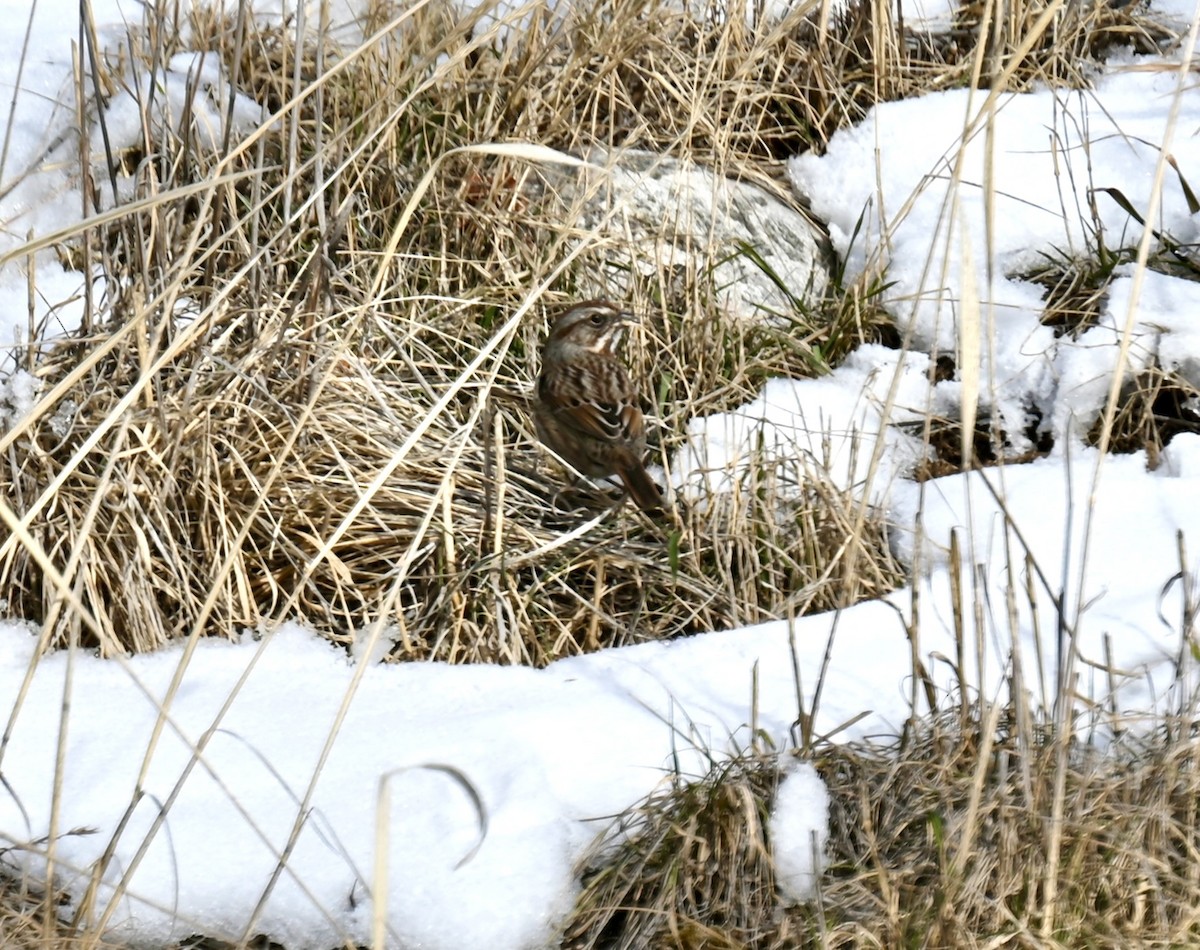 Song Sparrow - ML612963041