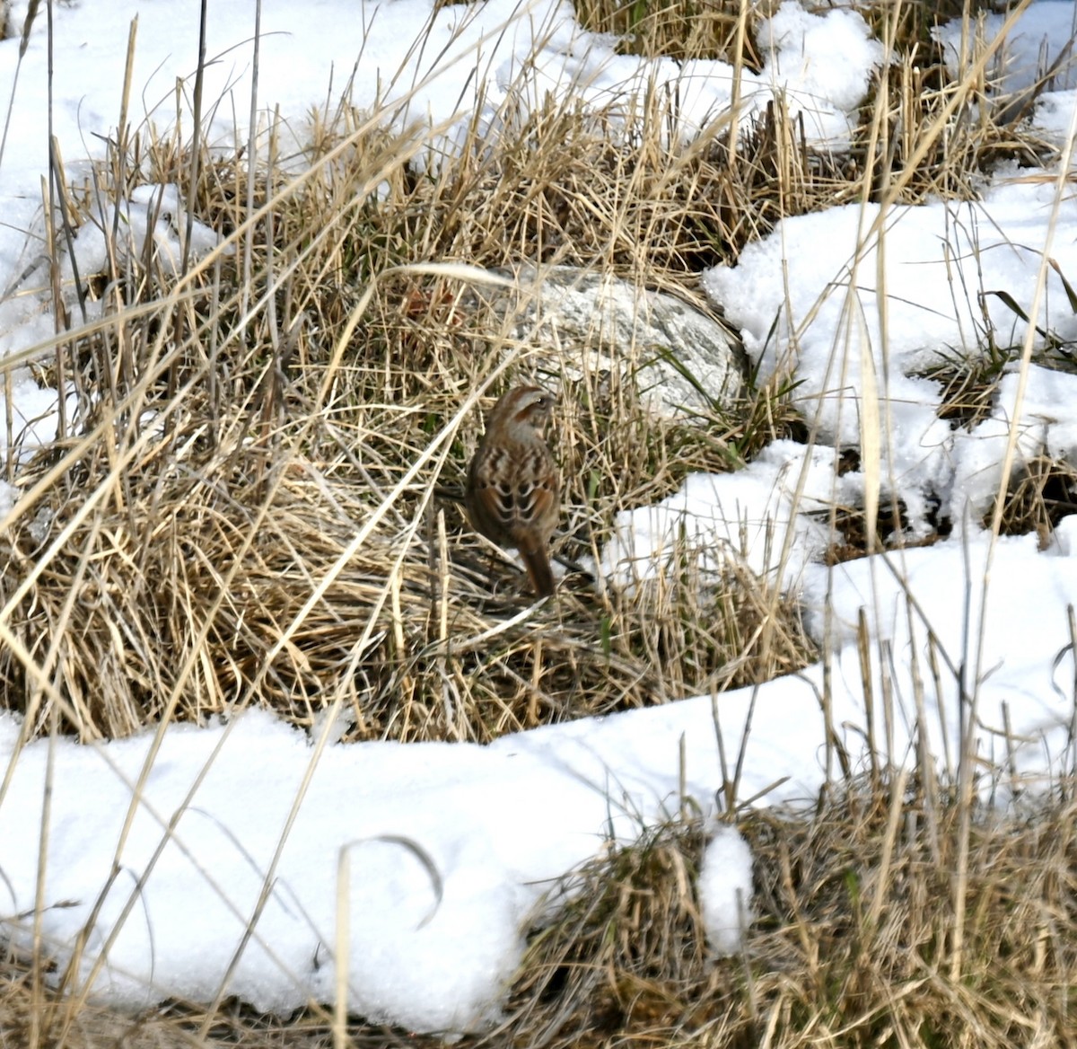 Song Sparrow - ML612963051