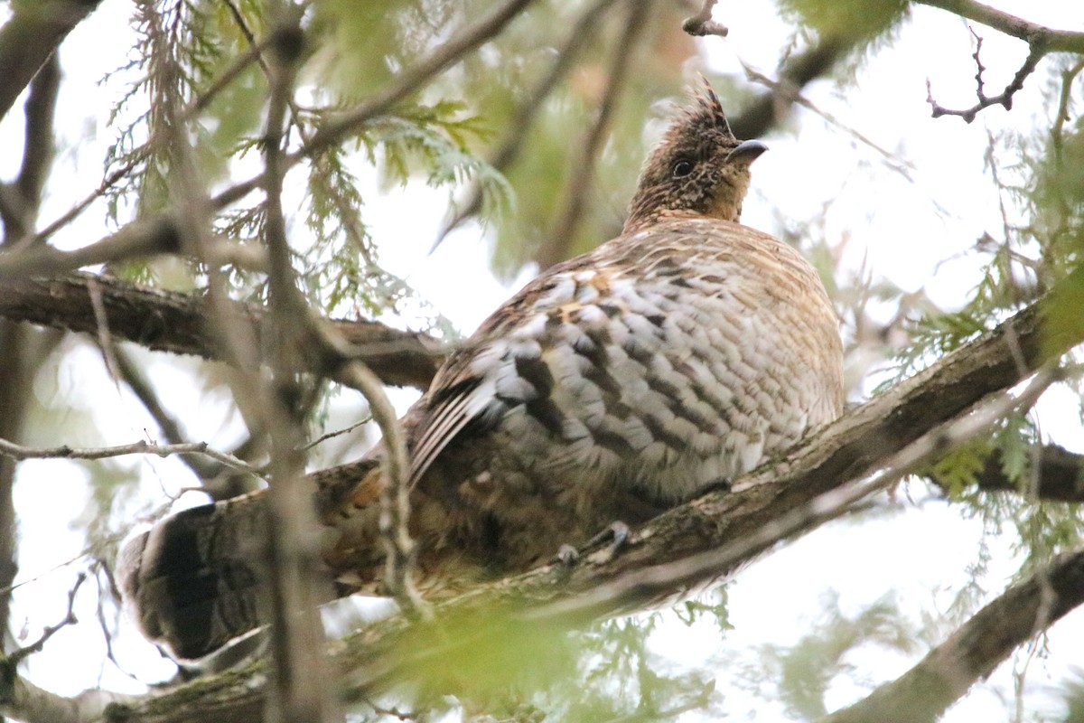 Ruffed Grouse - ML612963098