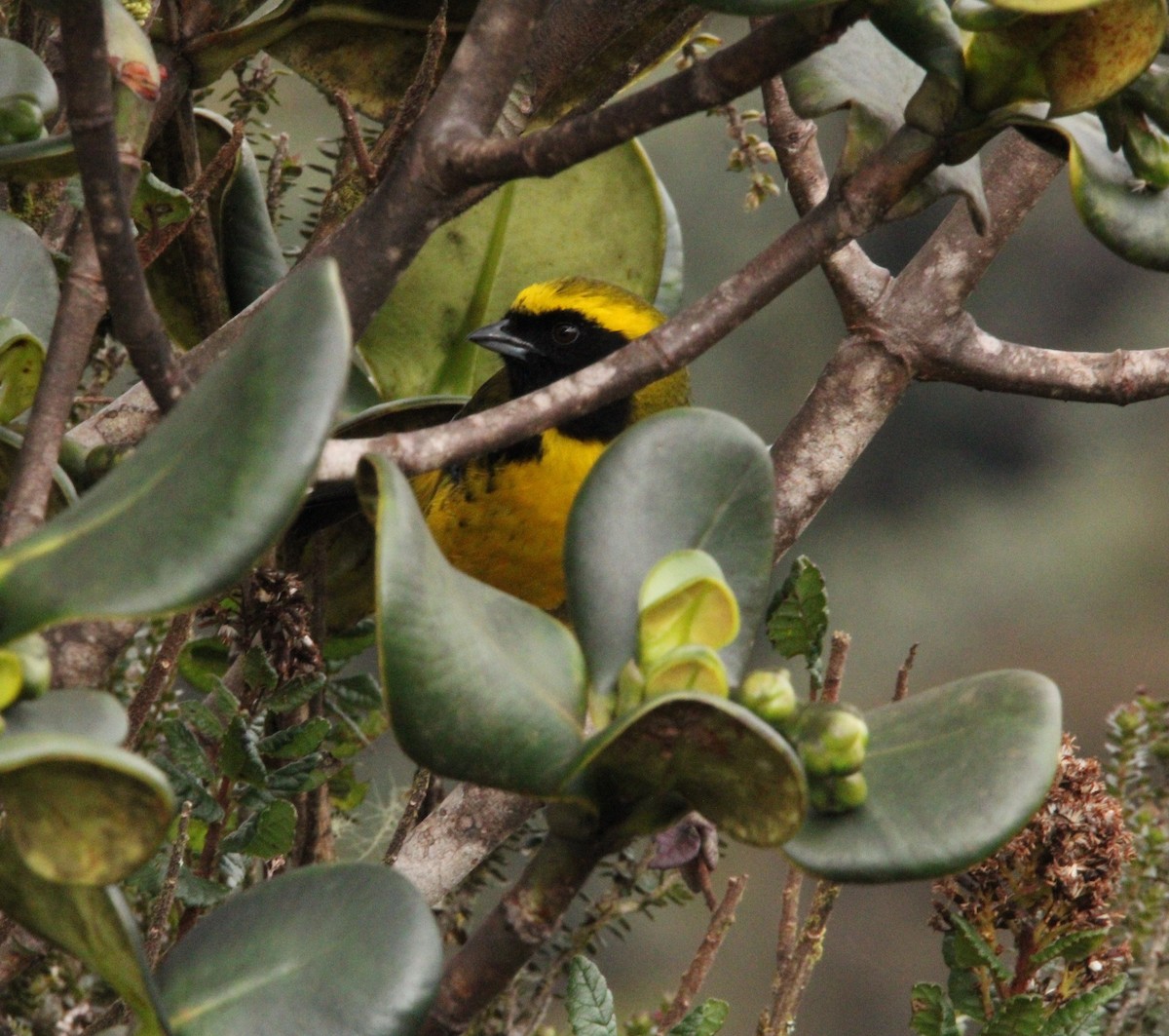 Masked Mountain Tanager - ML612963135