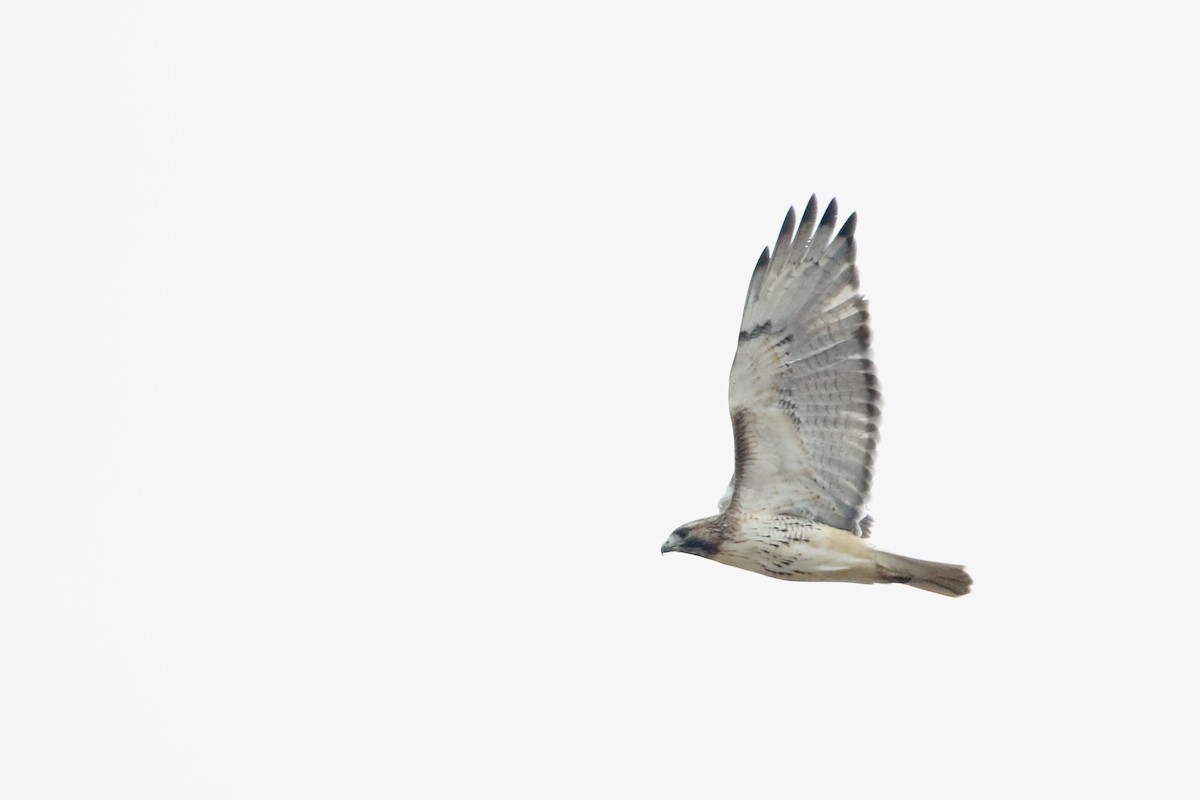 Red-tailed Hawk (borealis) - John Garrett