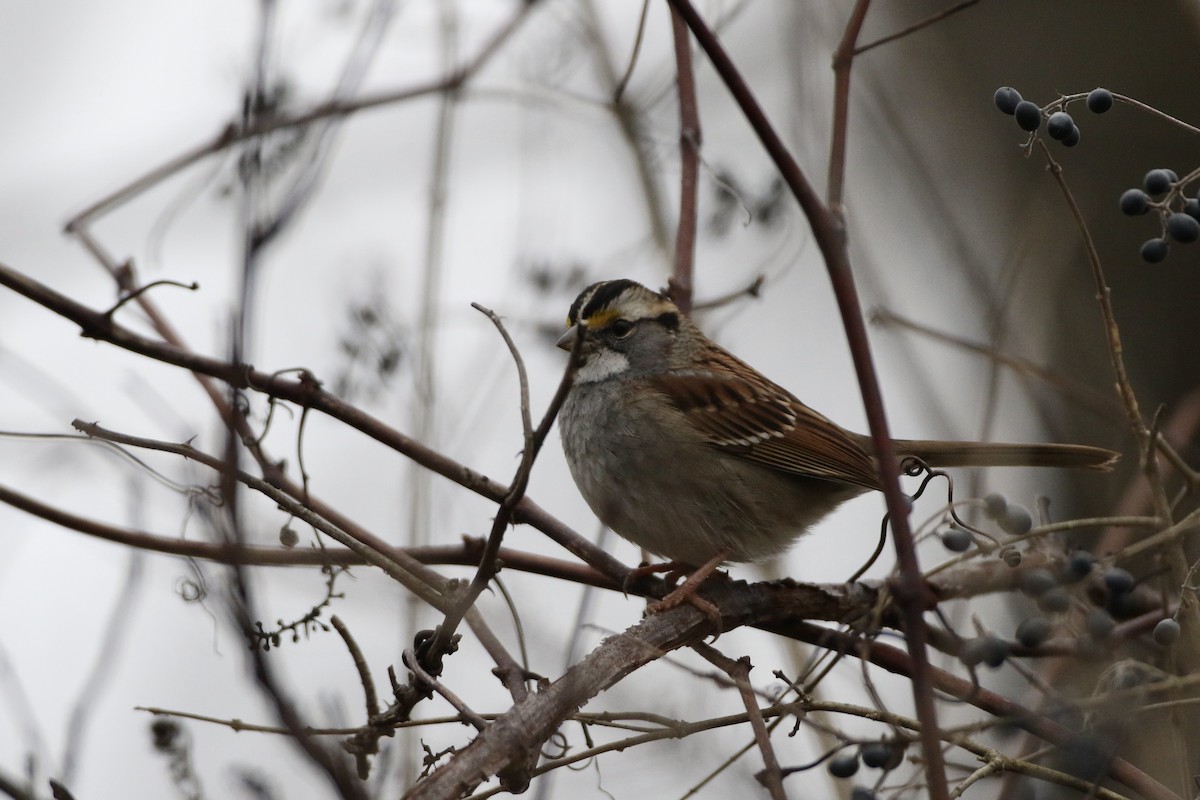 White-throated Sparrow - ML612963151