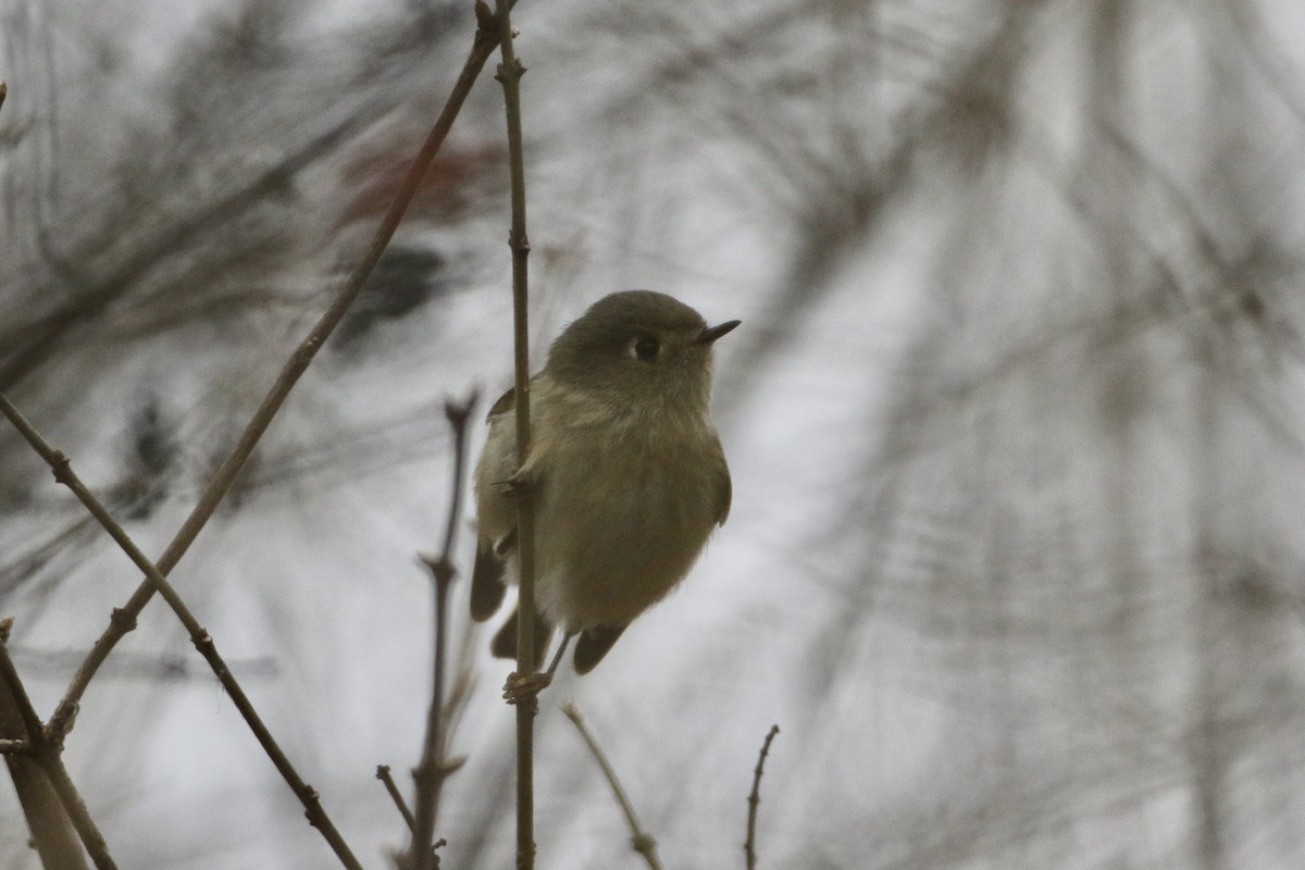 Ruby-crowned Kinglet - ML612963162