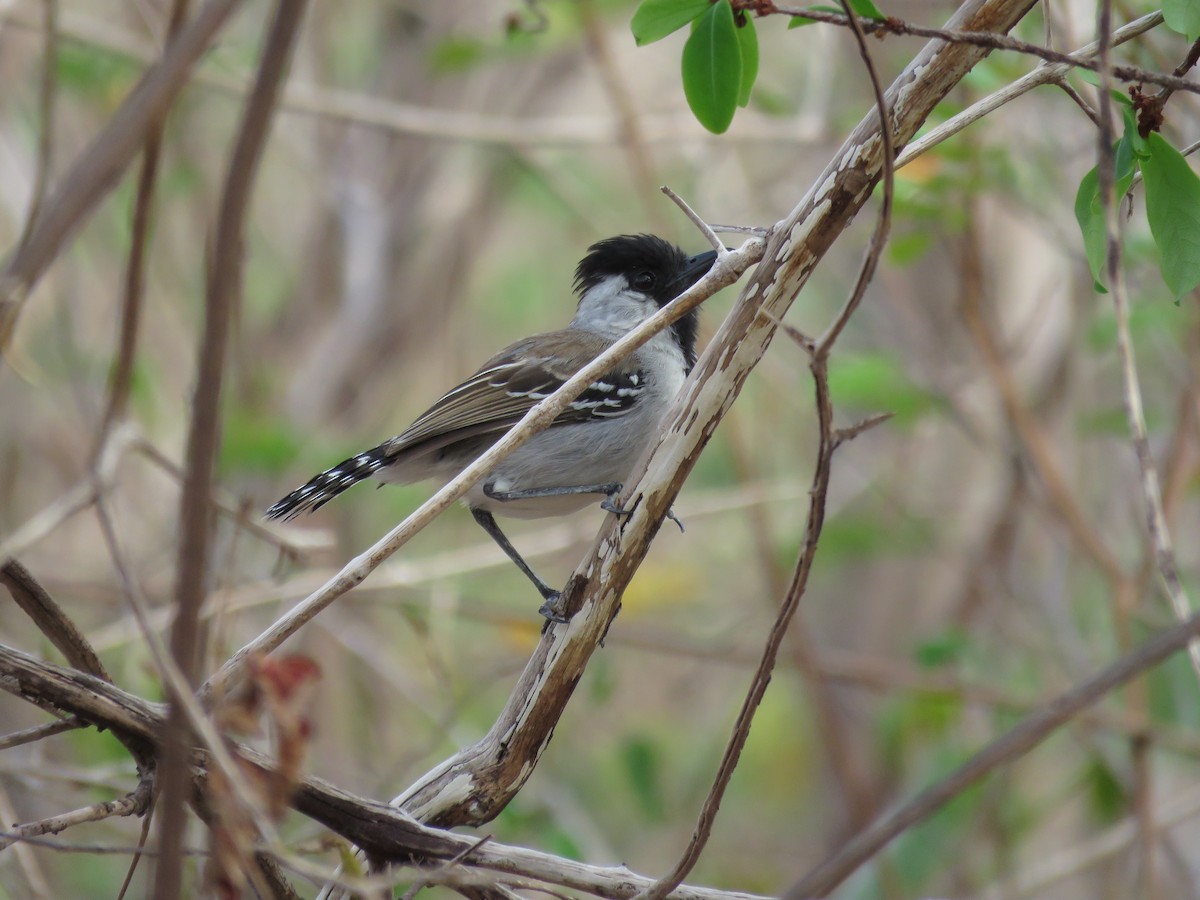 Silvery-cheeked Antshrike - Sandy Gallito