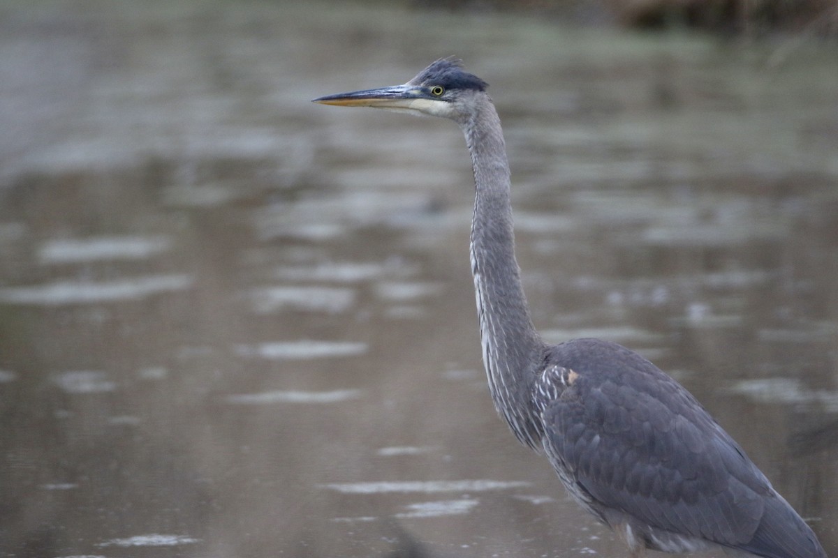 Great Blue Heron (Great Blue) - ML612963183