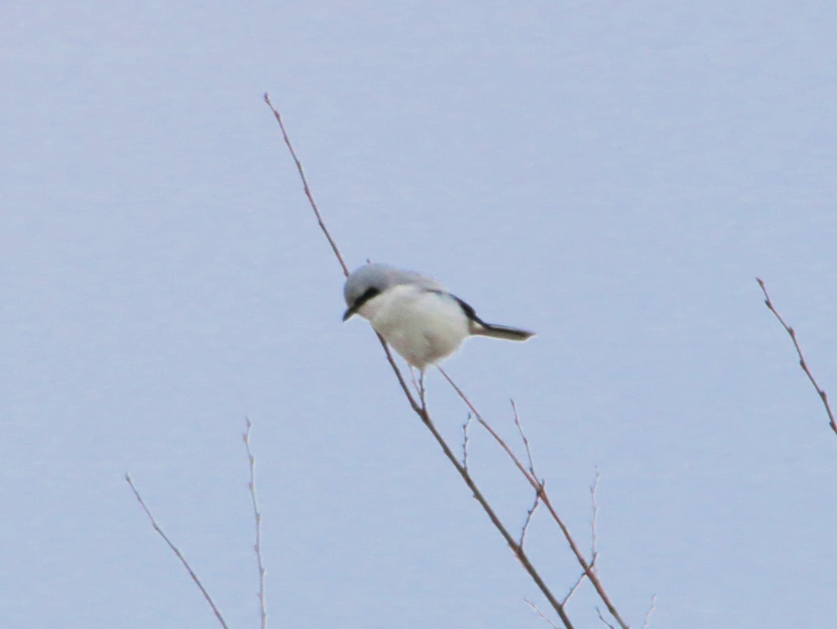 Alcaudón Boreal - ML612963215