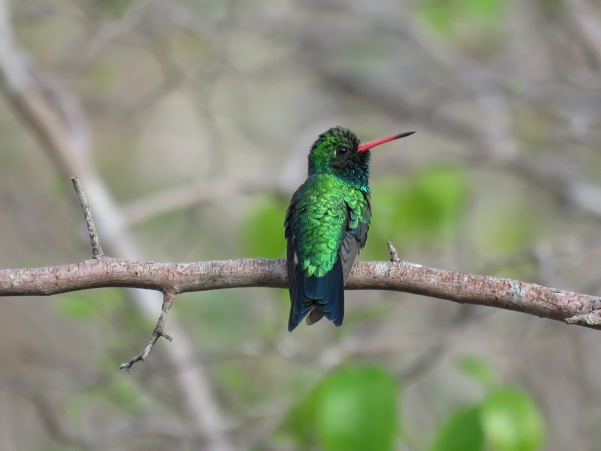 Glittering-bellied Emerald - Sandy Gallito