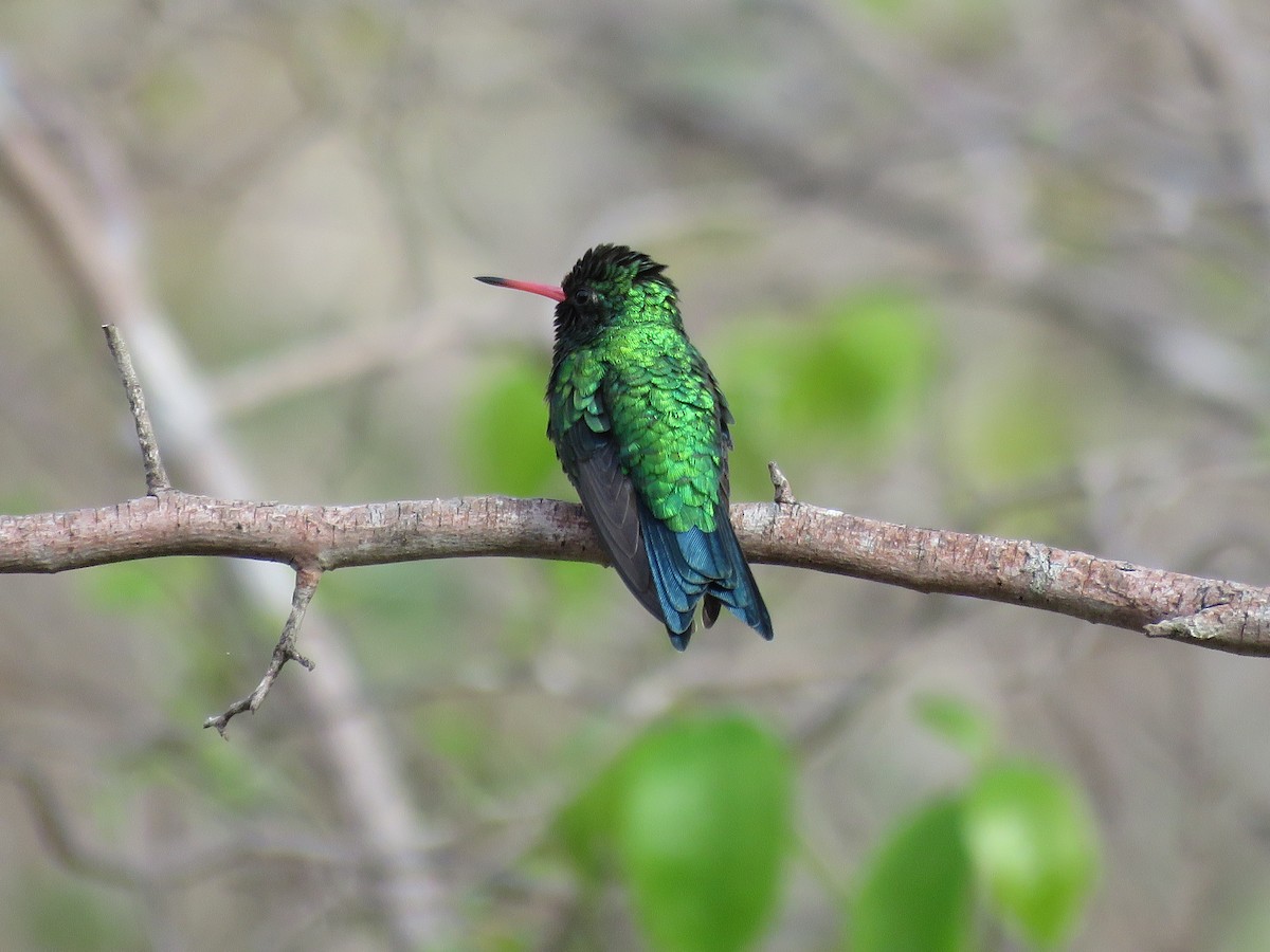 Glittering-bellied Emerald - ML612963244