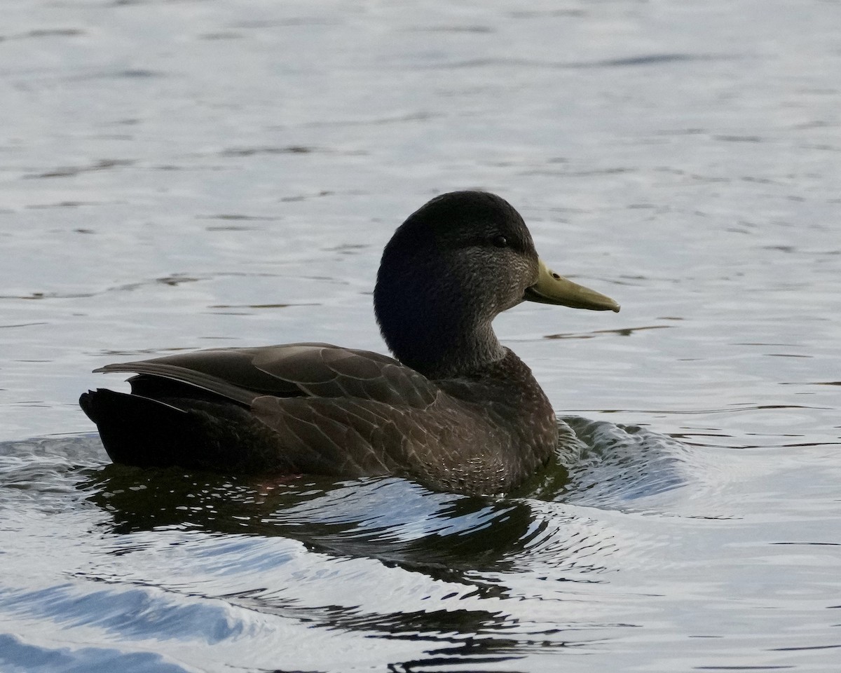 Canard noir - ML612963279