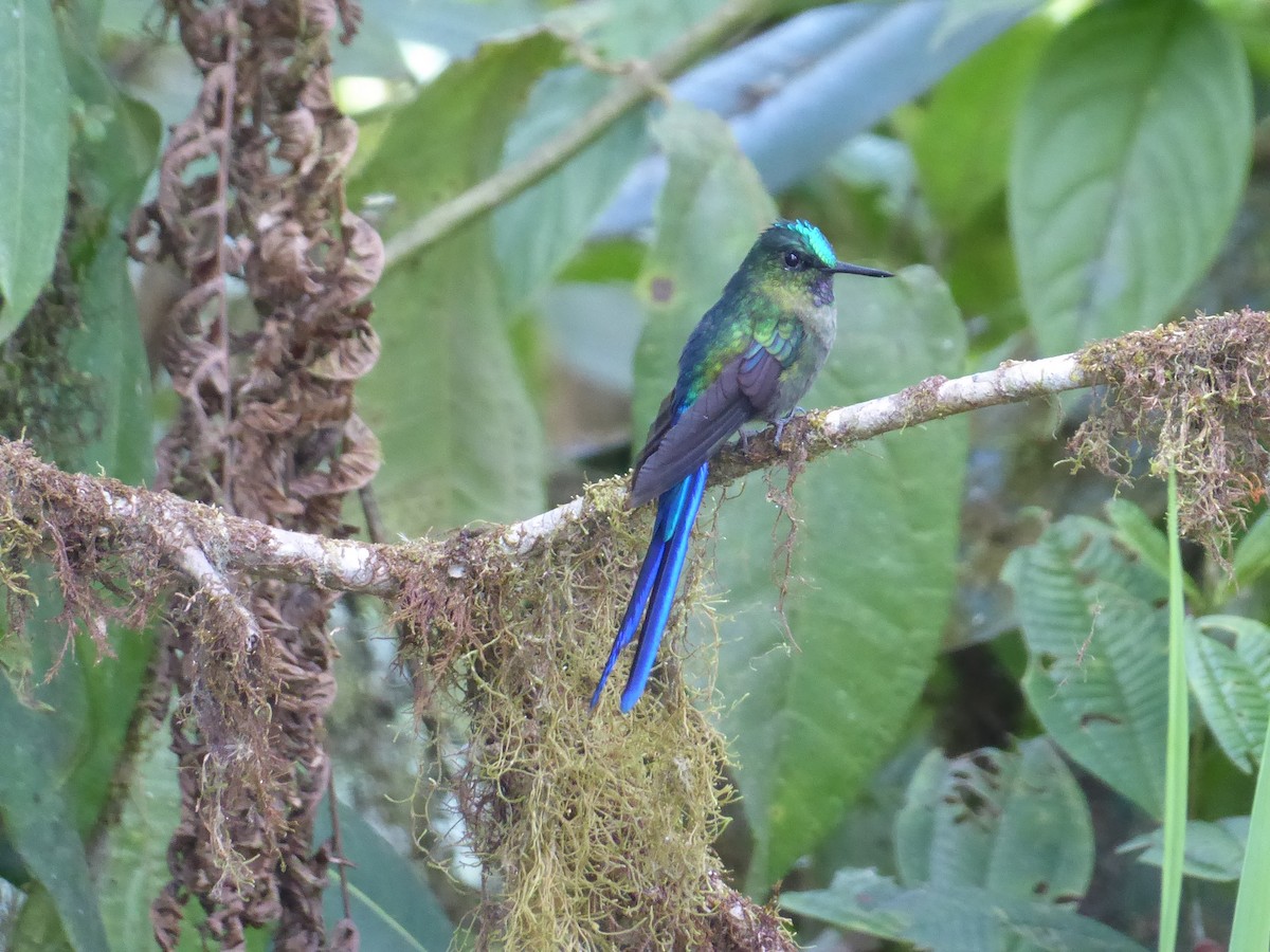 Violet-tailed Sylph - Ann Kovich