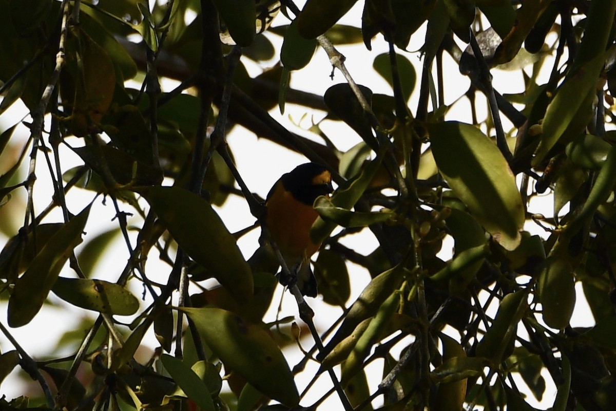 White-vented Euphonia - ML612963400