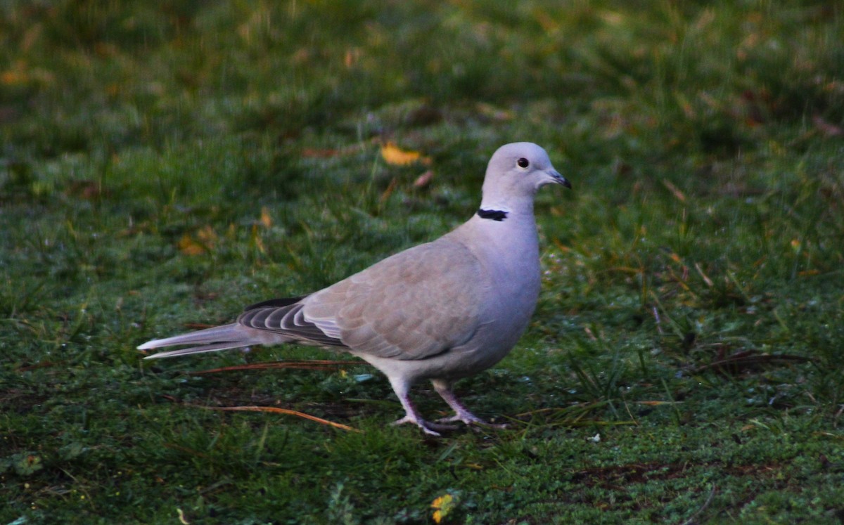 Eurasian Collared-Dove - ML612963488