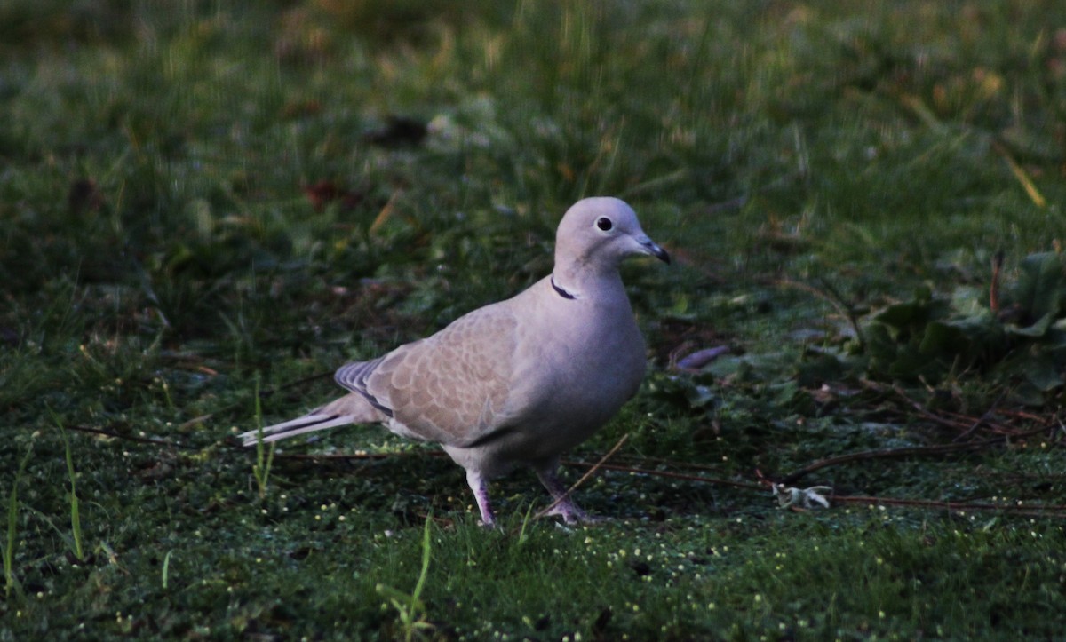 Eurasian Collared-Dove - ML612963492