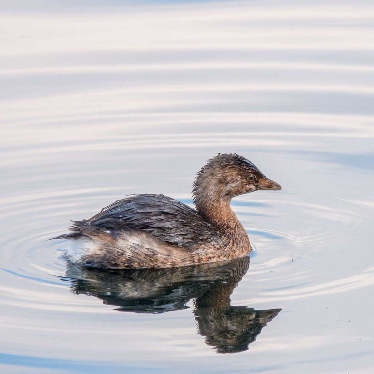 Pied-billed Grebe - ML612963524