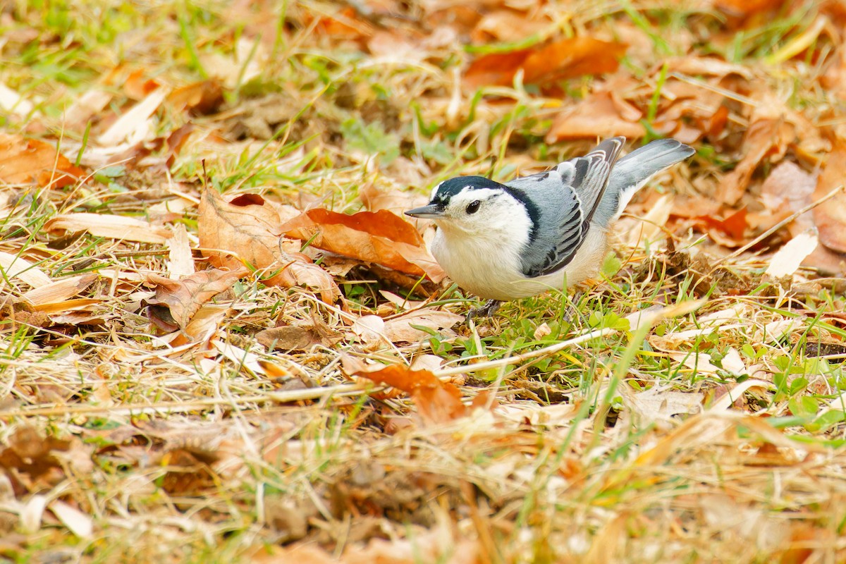 White-breasted Nuthatch - ML612963547