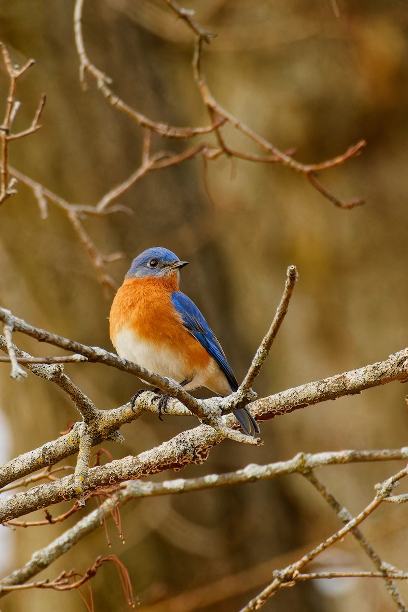 Eastern Bluebird - ML612963553